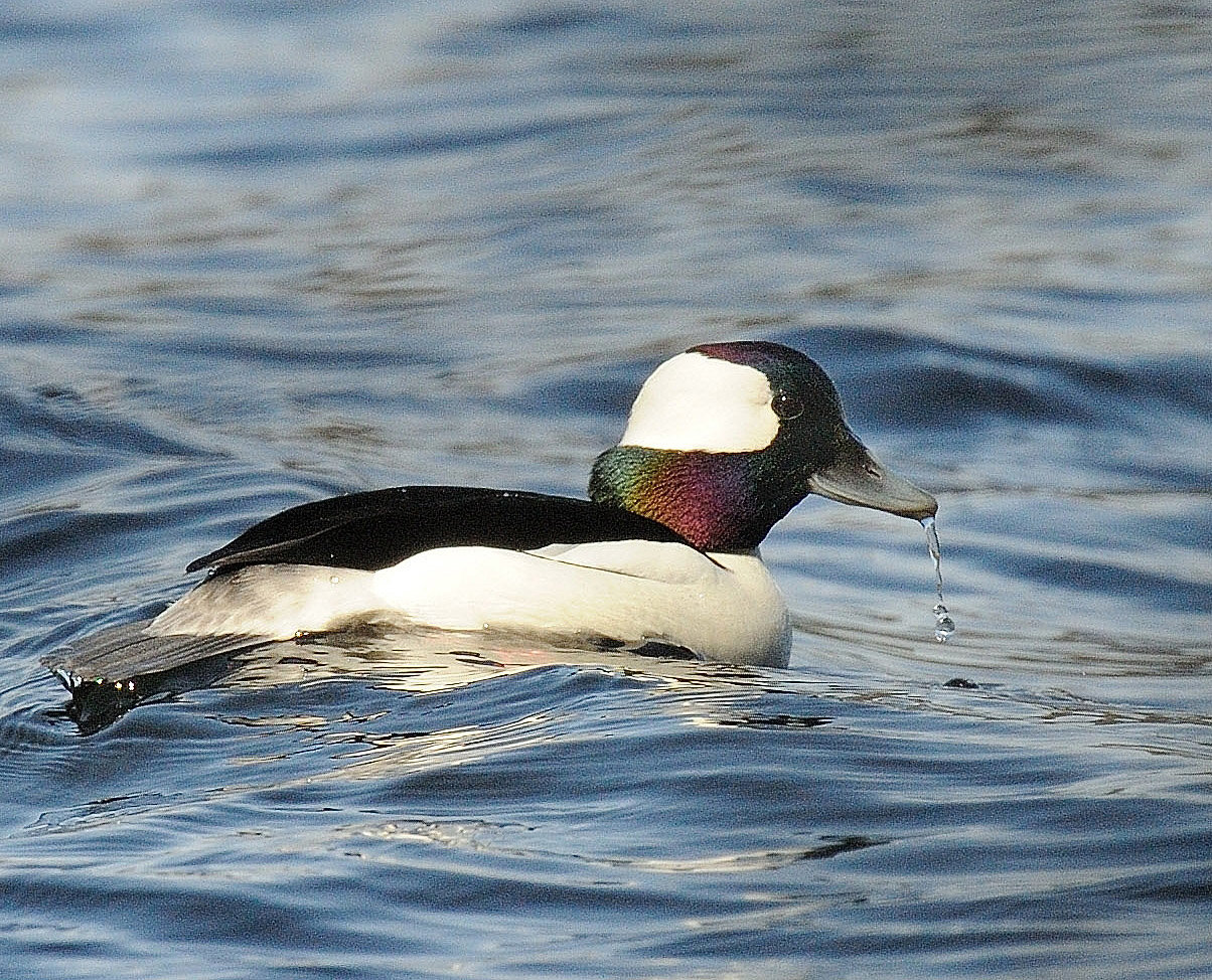 This male bufflehead has just come up from a dive to the lake bottom. As the sun glints off its neck, you can see some violet and green iridescence. From a distance or on a cloudy day, this male would appear black and white; they are very easy to spot on the water because of their contrasting colors..